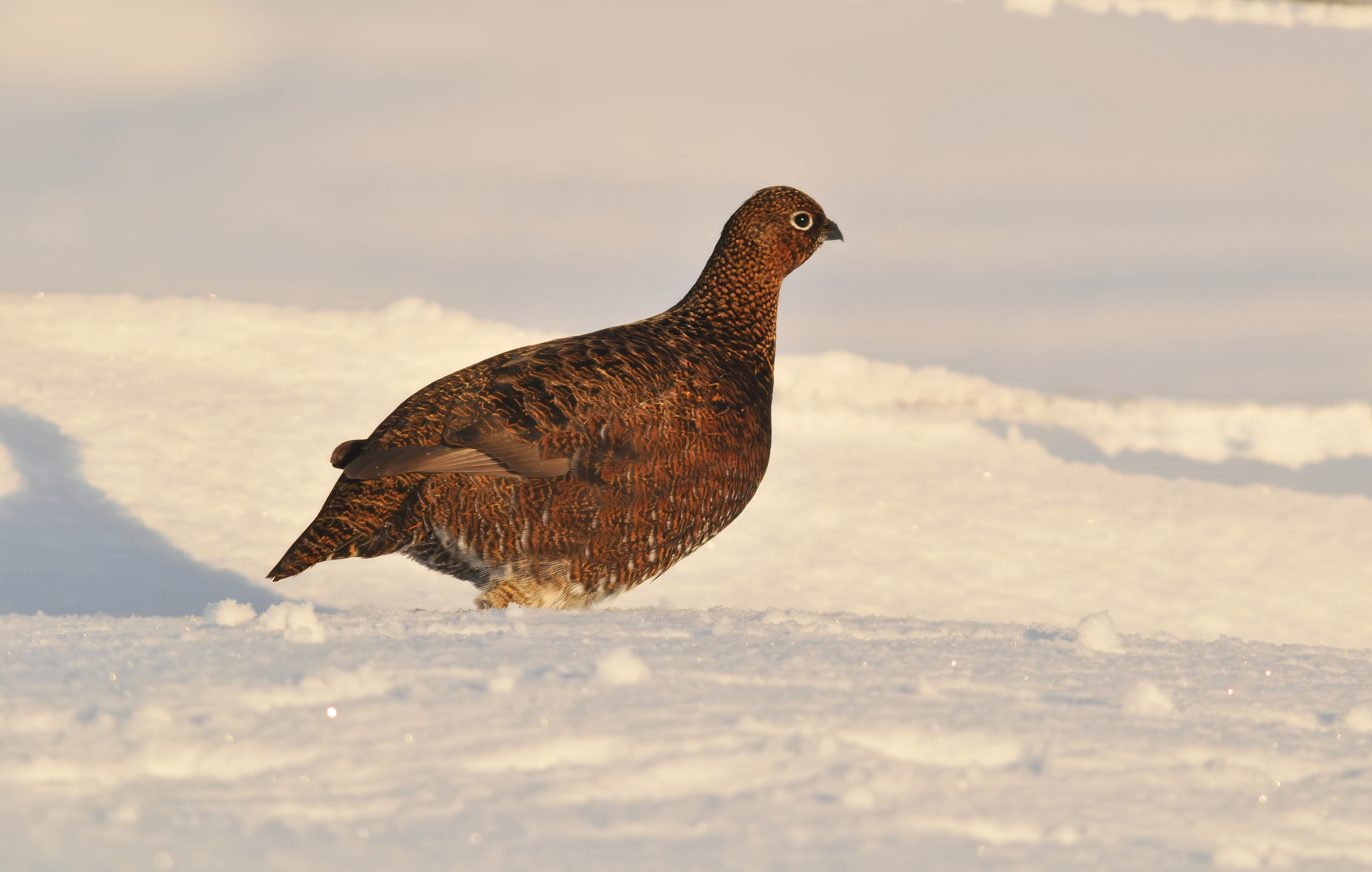 Red grouse on heather hill inviting visitors to gallery